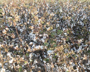 hurricane-michael-cotton-field