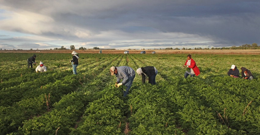 workers working in field on farm