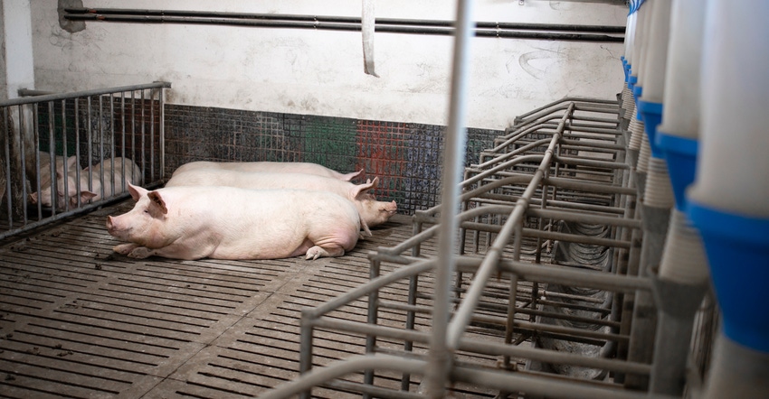 pig laying in pen at a hog farm