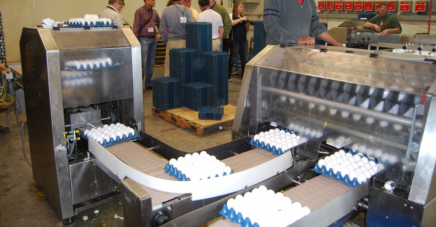 Cartons of eggs pass by workers on a conveyor belt