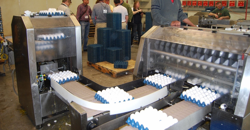 Cartons of eggs pass by workers on a conveyor belt Cartons of eggs pass by workers on a conveyor belt