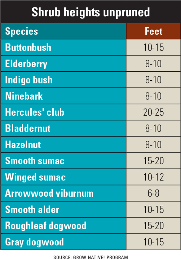 Trim shrubs, or they may grow into trees