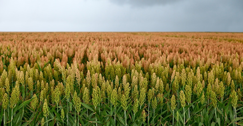 Field of sorghum Field of sorghum