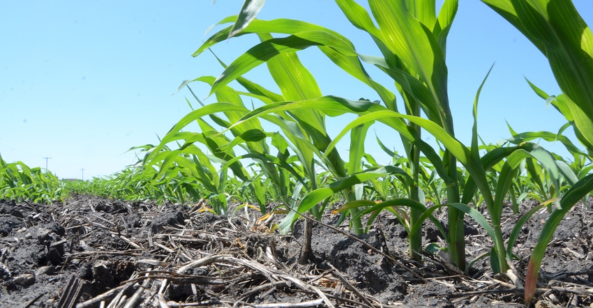closeup of young corn plants at ground level