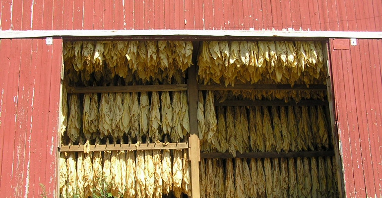 View into an open barn door where tobacco leaves hang to dry