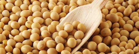 study_shows_drought_limited_soy_protein_content_1_634968673183280000.jpg