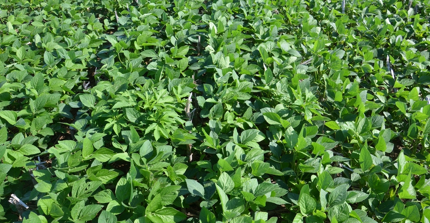 soybean field soybean field
