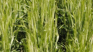 Grain in field