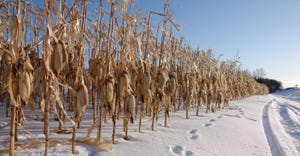 10.25 Corn-Snow-LT-800.jpg