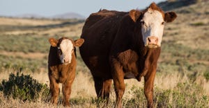cow calf pair grazing in field
