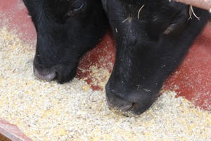 dfp-brad-robb-feeding-cattle1.JPG