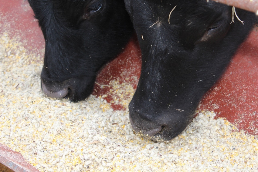 dfp-brad-robb-feeding-cattle1.JPG dfp-brad-robb-feeding-cattle1.JPG