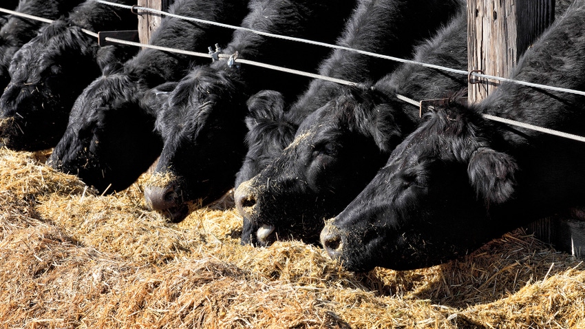Black Angus cattle eating at Idaho feedlot