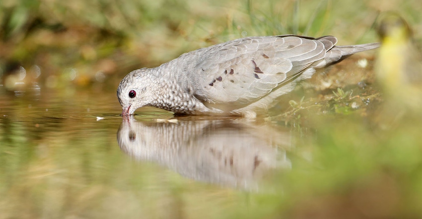 Dove_Stock_2.jpg Dove_Stock_2.jpg