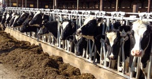 Cows line up to eat inside dairy barn