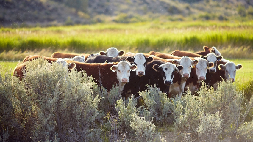 Hereford cattle in a field