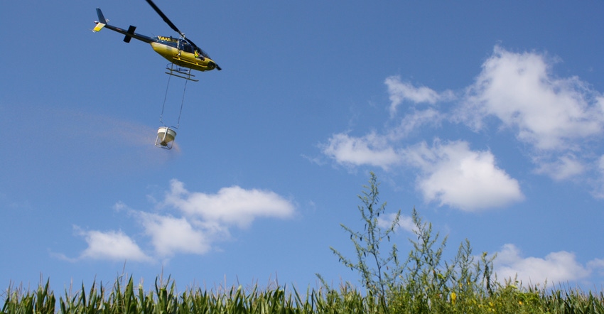 A helicopter delivers aerial-seed cover crops into standing corn