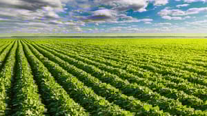 Soybean Field Soybean Field