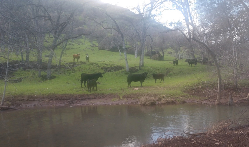 Livestock grazing in fire area