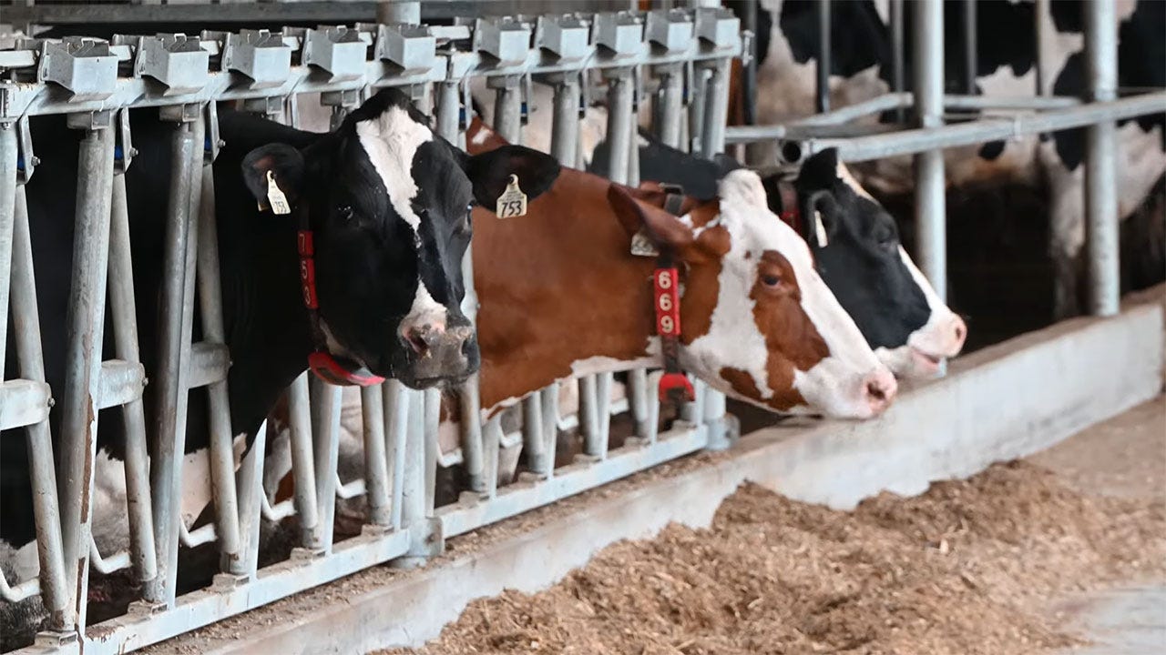 Cows in metal head locks