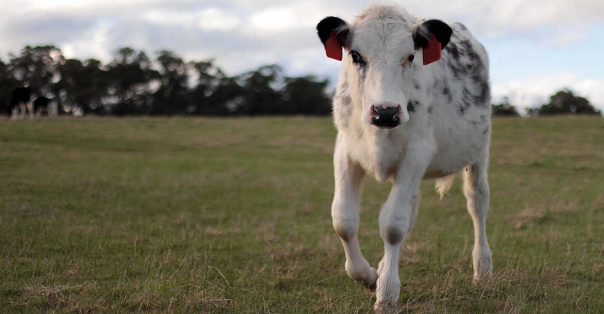 This is an image of a young cow walking through a field, wearing RFID Ear Tags. It was taken just before sunset in Victoria, 