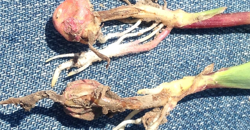 Early-planted corn in Iowa that didn’t emerge due to cold, wet soils that has seedling rot