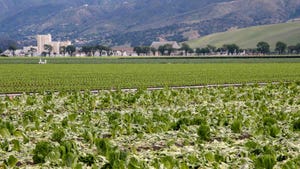 Salinas Valley lettuce
