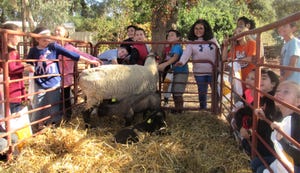 Children petting sheep at Chico State farm