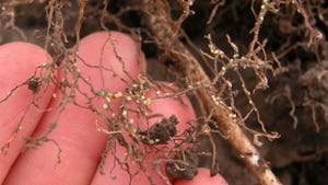 Close-up of soybean cyst nematode