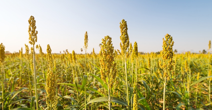 Sorghum field Sorghum field