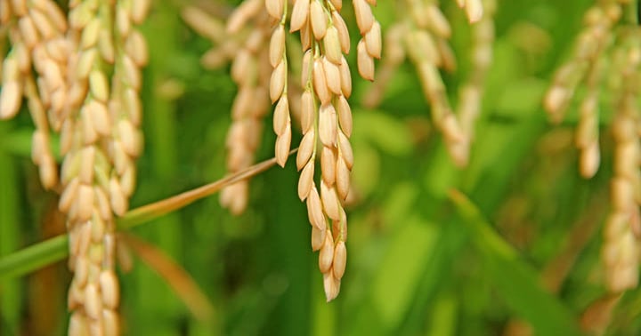 Rice the top beneficiary of US-Columbia grain agreement | Farm Progress