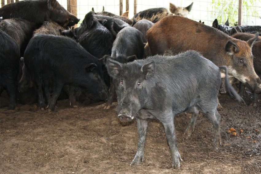 feral-hogs-texas-agrilife-photo feral-hogs-texas-agrilife-photo