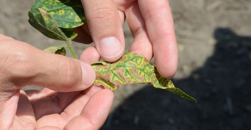 hands holding soybean