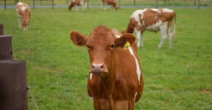 Cows graze in pasture