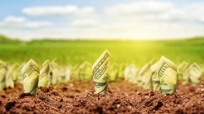 U.S. hundred dollar bills growing out of the soil