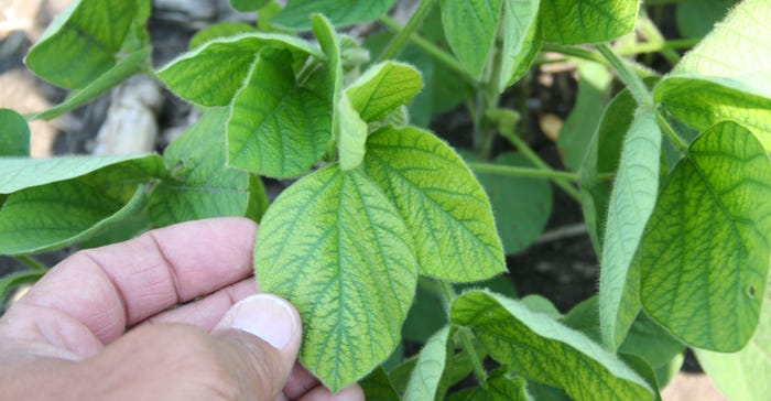 Manganese shortage symptoms in soybean plant