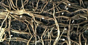 Close up of of soybean cyst nematode