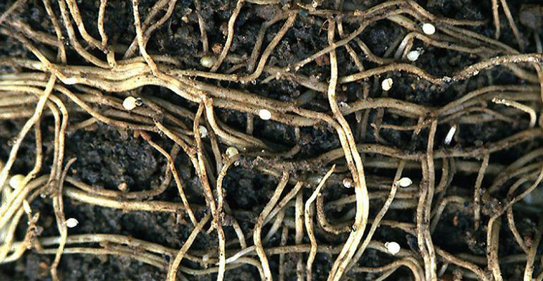 Close up of of soybean cyst nematode Close up of of soybean cyst nematode