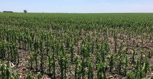 Corn plants are broken off from windstorm