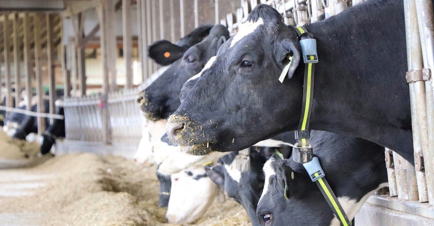 Dairy cows feeding in barn