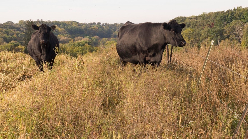 black beef cattle in a fall pasture