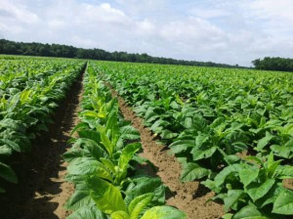 does tobacco have pesticides Questions addressed about tank-mixing pesticides in tobacco does tobacco have pesticides Questions addressed about tank-mixing pesticides in tobacco