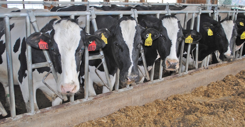 Holsteins at feed bunk