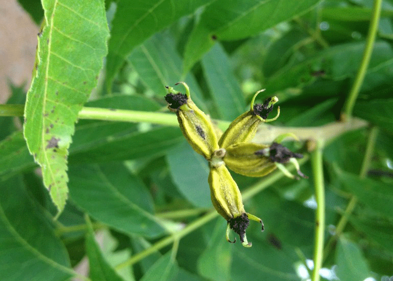Pecan scab significantly reduced by surfactant added to fungicide mix