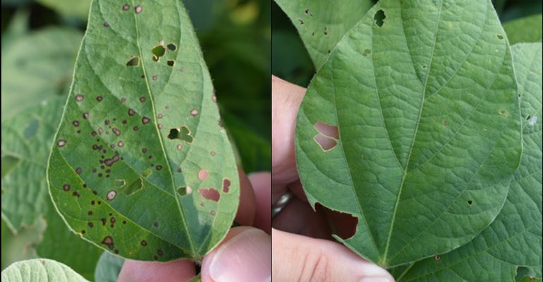 : Leaf on the left was from untreated check and leaf on the right was from Lucento fungicide treated soybeans.