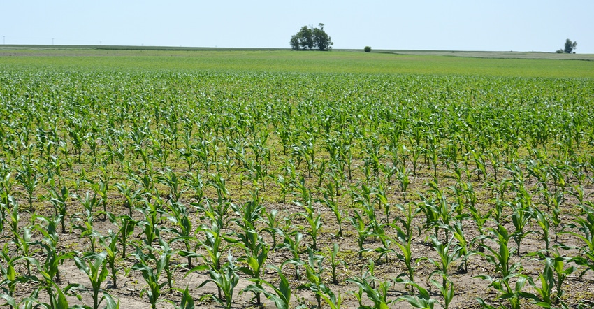 field of young corn plants
