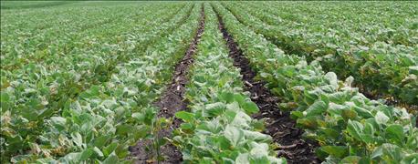 need_know_tissue_testing_soybeans_1_636019720844773111.jpg