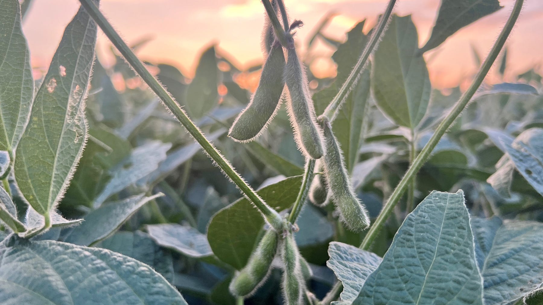 close-up of soybean plant close-up of soybean plant