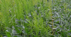 marestail plants and other weeds in soybean field