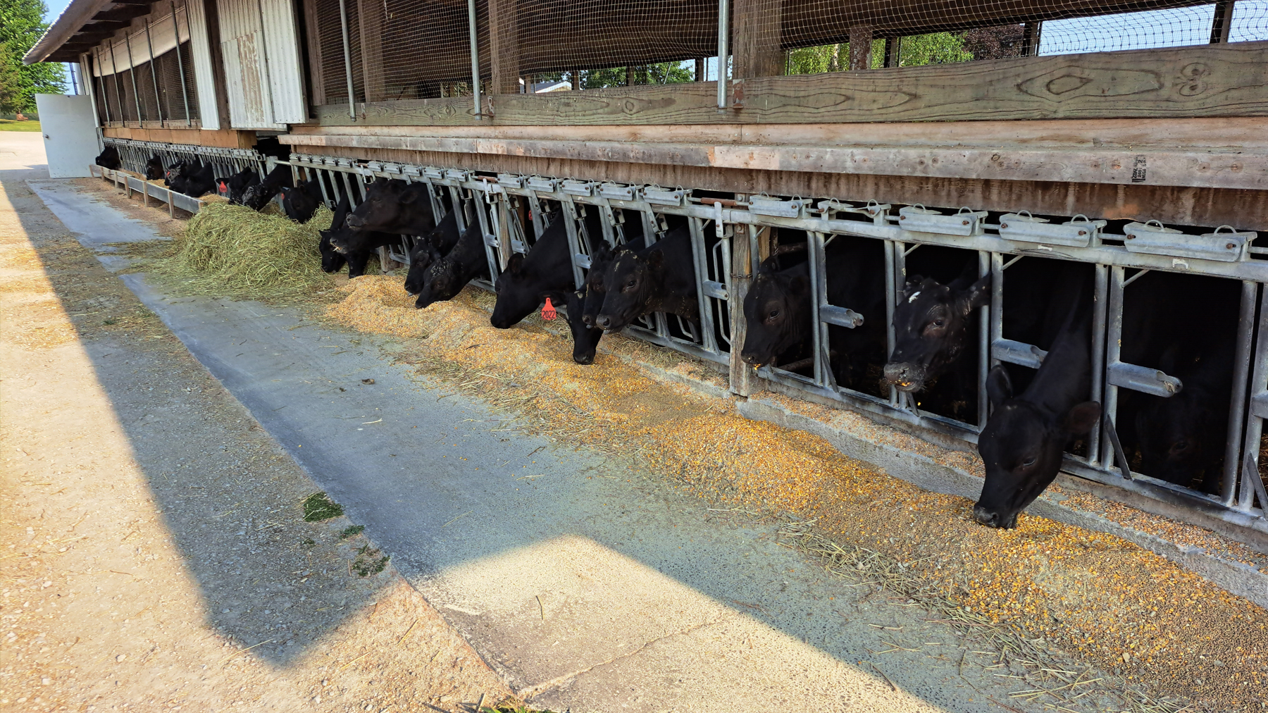 LATEST LIVESTOCK DAIRY PRICES intelligence overview